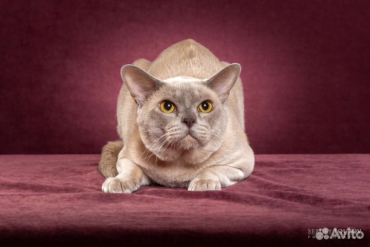 Бурма вязка WCF