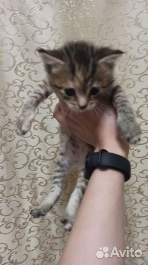 Домашние животные котята