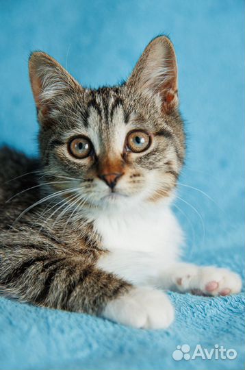 Лулу наполнит ваш дом радостью, а сердце теплом