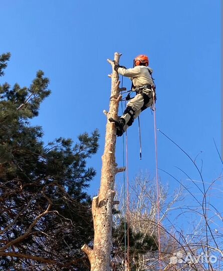 Скосить траву на участке спил деревьев