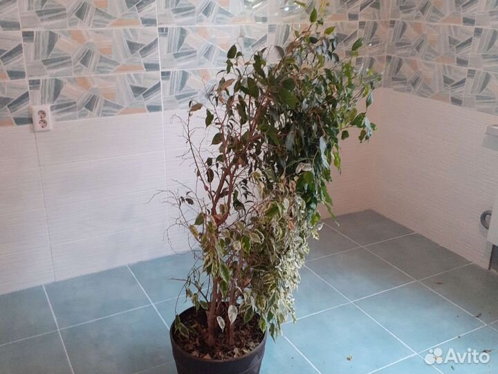 Фикус бенджамина