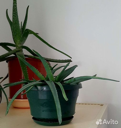 Алоэ вера лечебный 2хлетний