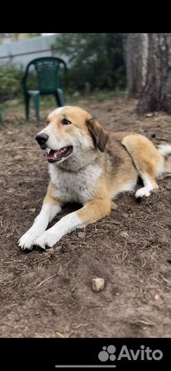 Собака спасли от гибели