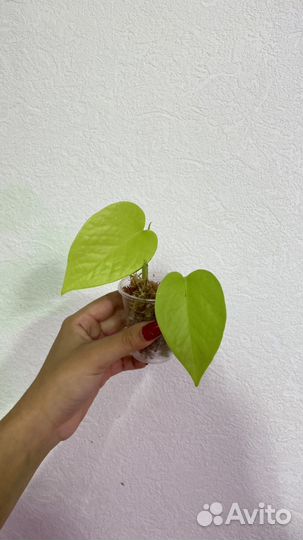 Эпипремнум неон