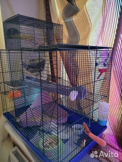 Крысята дамбо рекс + клетка(и все остальное)