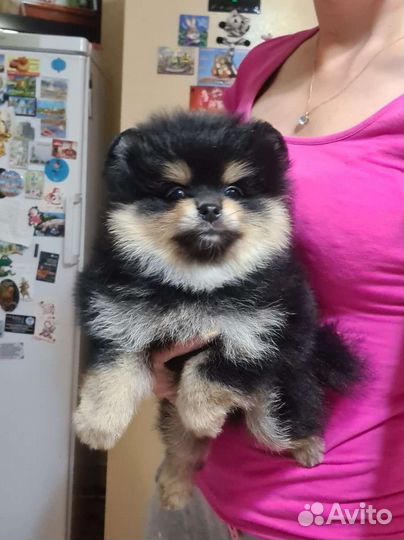 Померанский шпиц плюшевый мишка