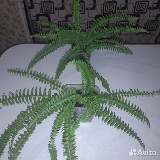 Комнатные растения