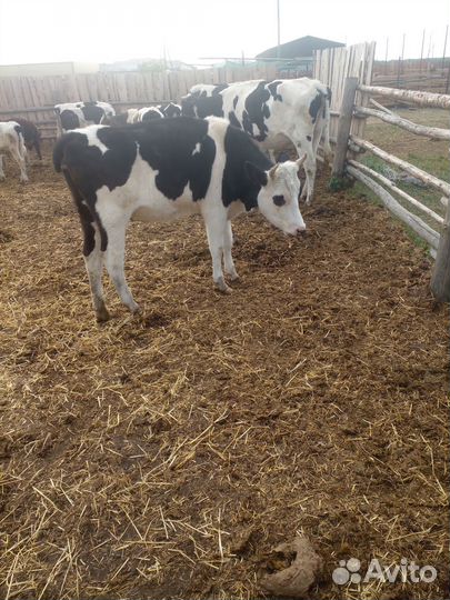 Продам быка и телку