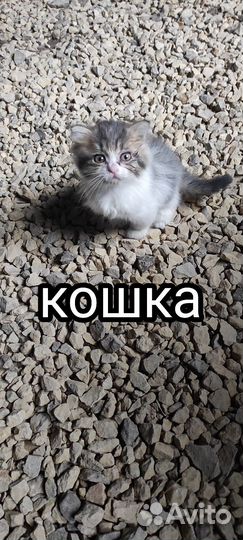 Котята в добрые руки бесплатно