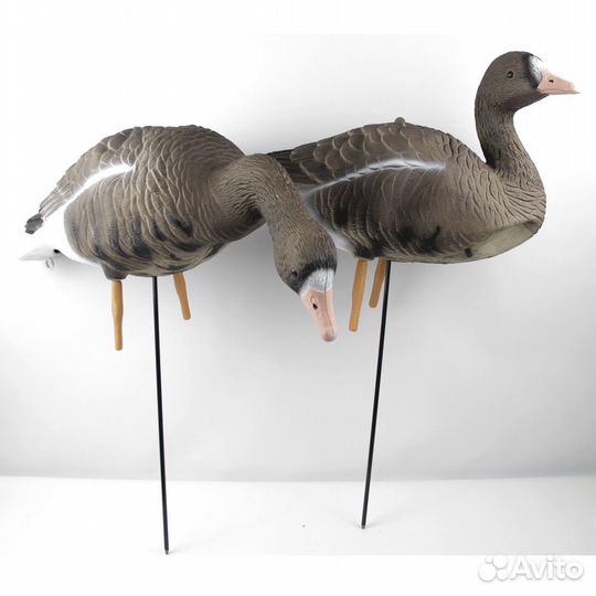 Чучела белолобых гусей (10шт)