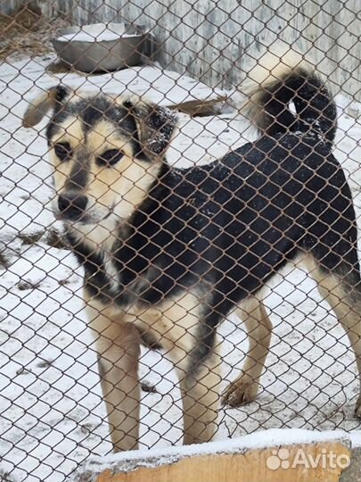 Кобель ищет дом