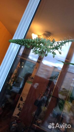 Птицемлечник - растение с лечебными свойствами