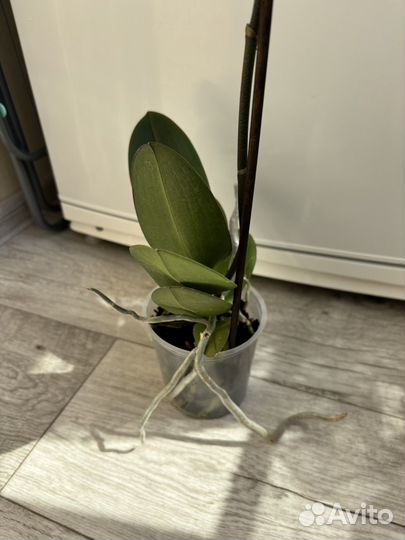 Орхидея фаленопсис