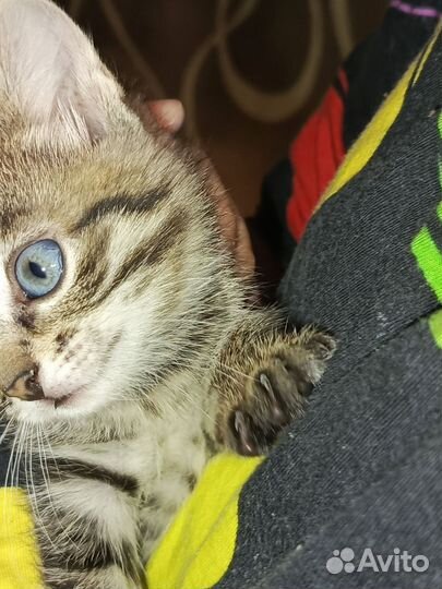 Котёнок