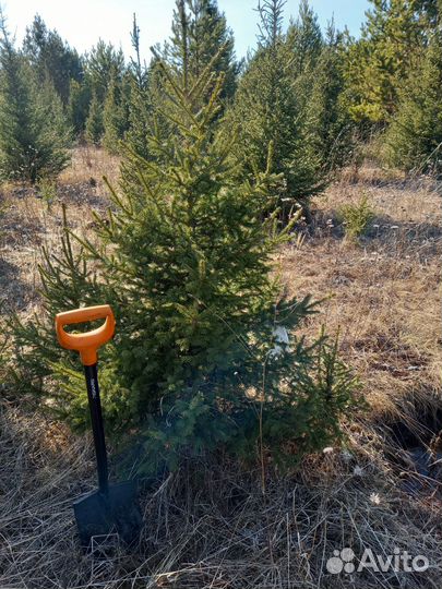 Ель сибирская