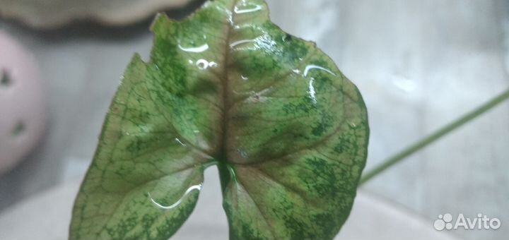 Сингониум Кристмасс