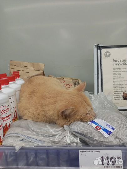Котику нужен дом