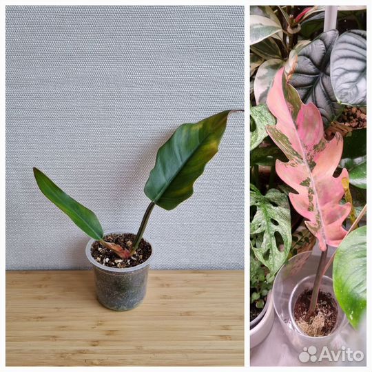 Филодендроны