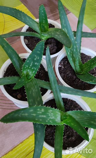 Комнатные растения