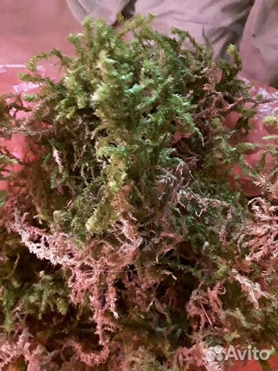 Сфагнум свежий сбор наборы для орхидей