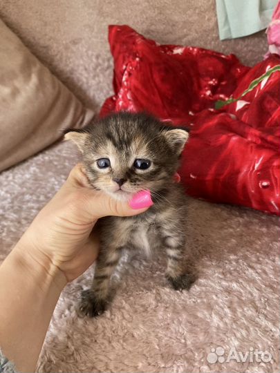 Отдаем котят в добрые руки