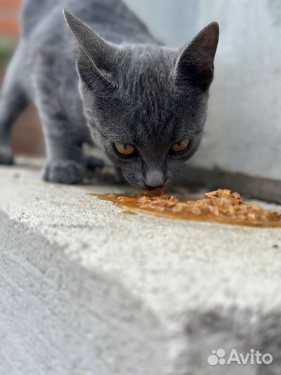 Отдам кошечку в добрые руки