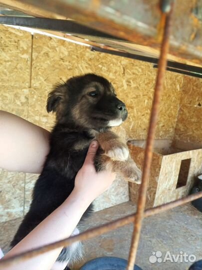 Собака в добрые руки щенок