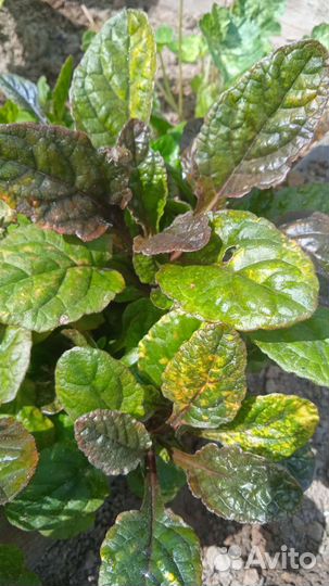 Бересклеты, армерия, роджерсия и др