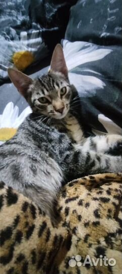 Котик в добрые руки