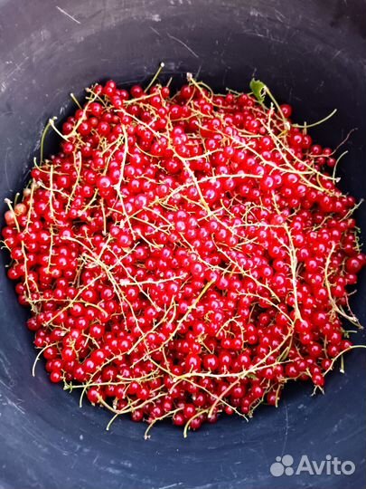 Красная смородина