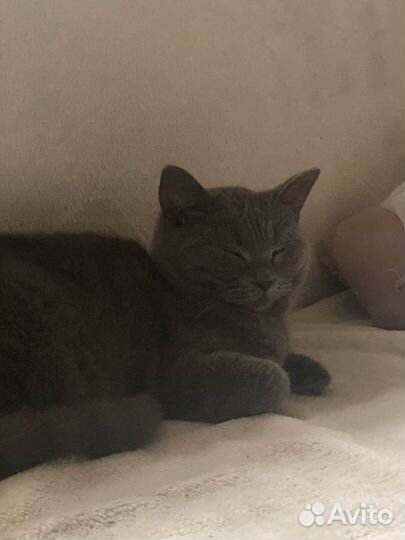 Британская