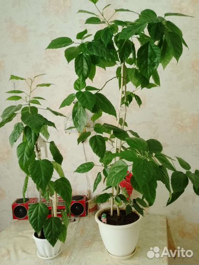 Китайская роза