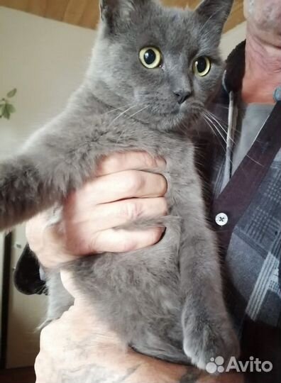 Ищем добрые руки котику