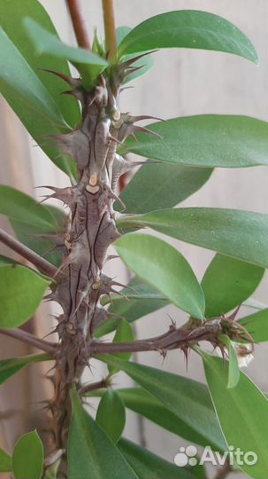 Колючка цветущая