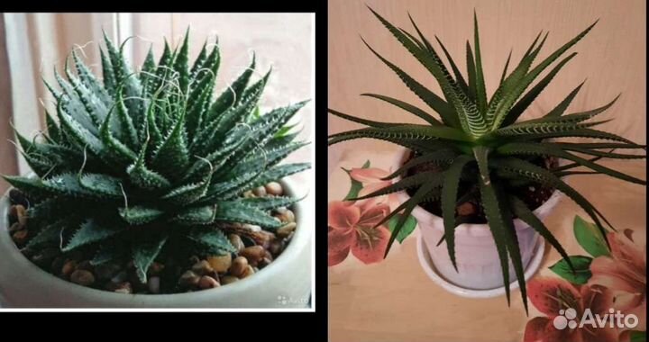 Алоэ остистое, хавортия полосатая