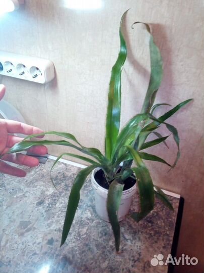 Набор комнатных растений