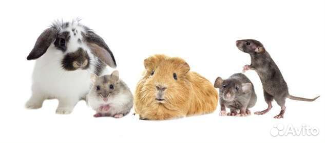 Передержка морских свинок(крыс,кроликов,хомяков)