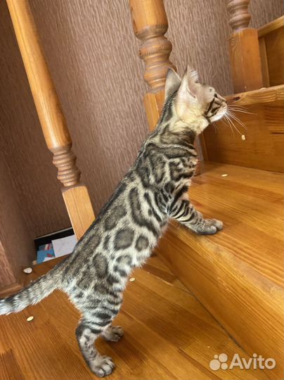 Бенгальские котята