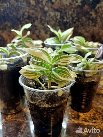 Традесканция Pink Hill отростки