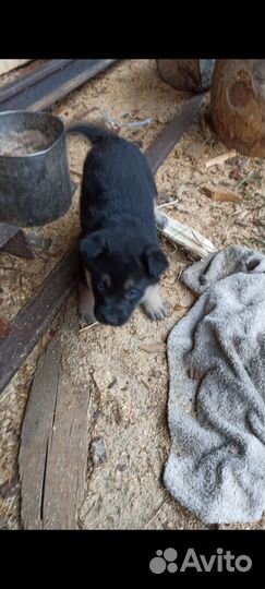 Щенки в добрые руки