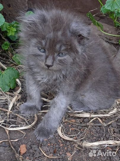 Котенок в дар бесплатно