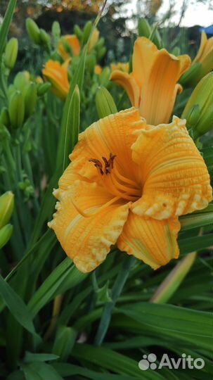 Лилейники сортовые