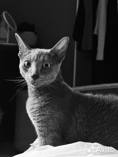 Кот манчкин
