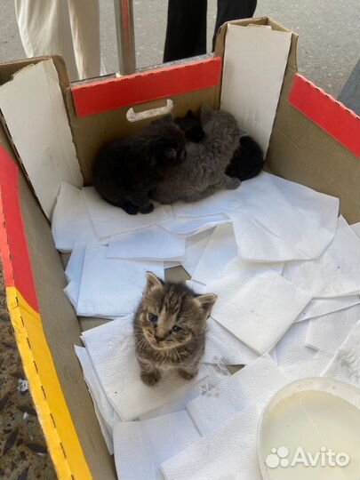 Котята ищут приют