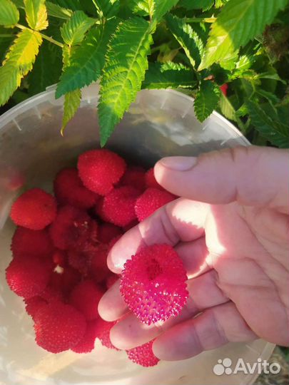 Земляничная(Тибетская) малина