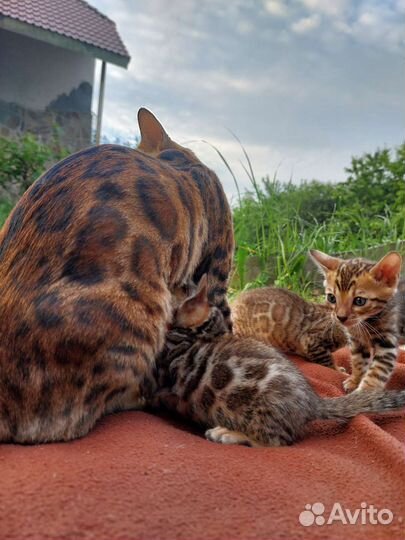 Чистокровные бенгалы с документами