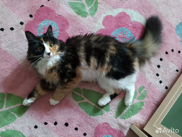 Кошка Муся ищет дом