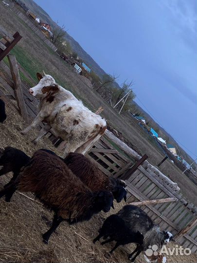 Телка с телёнком