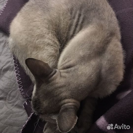 Кот Аркадий ищет дом