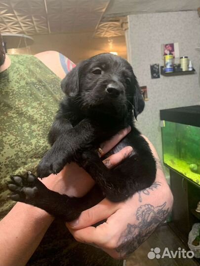 Щенки лабрадора